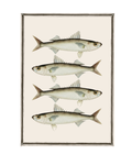 Canovaccio in cotone Sardine