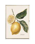 Canovaccio in cotone Limone