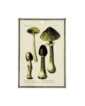 Vassoio / mattonella Funghi