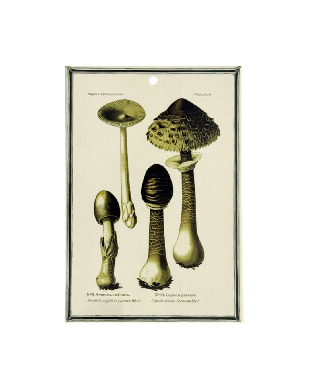 Vassoio / mattonella Funghi