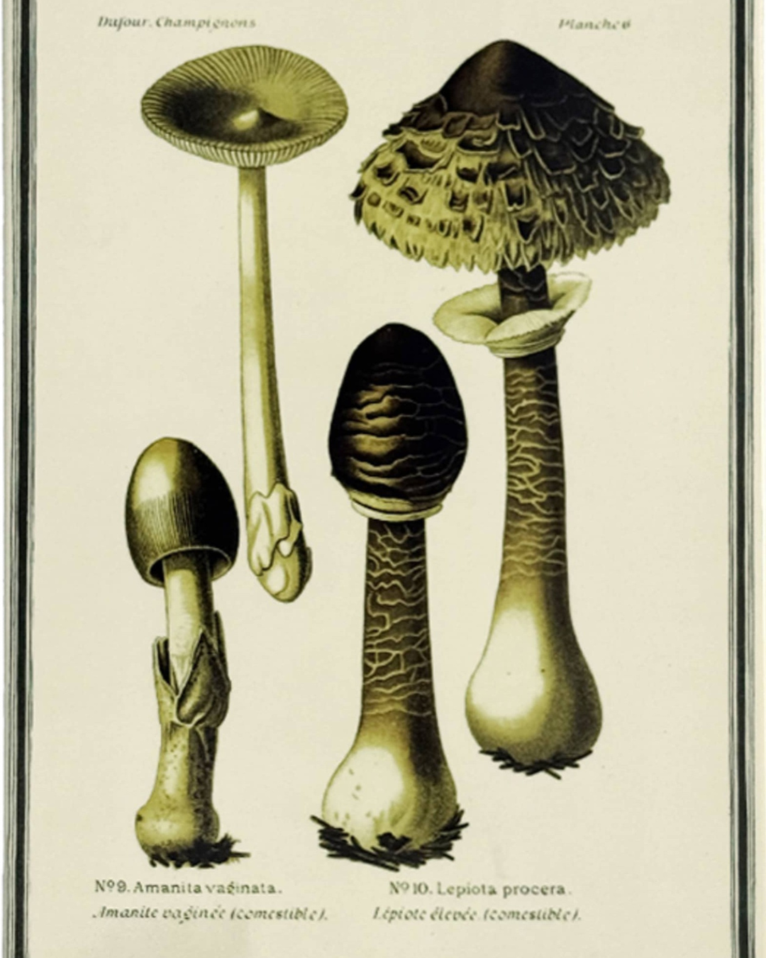 Vassoio / mattonella Funghi