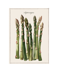 Canovaccio in cotone Asparagus