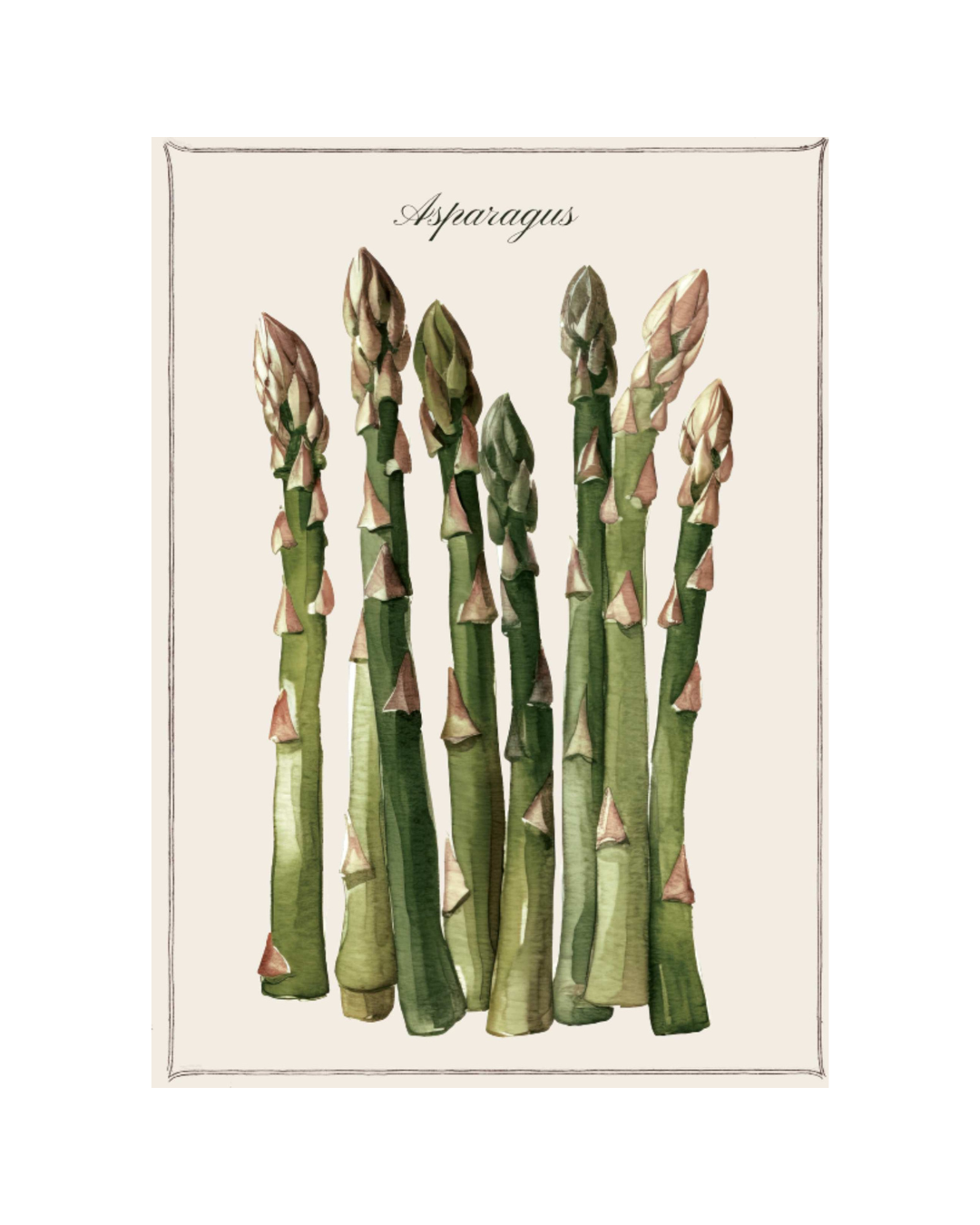Canovaccio in cotone Asparagus