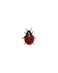 Spilla coccinella